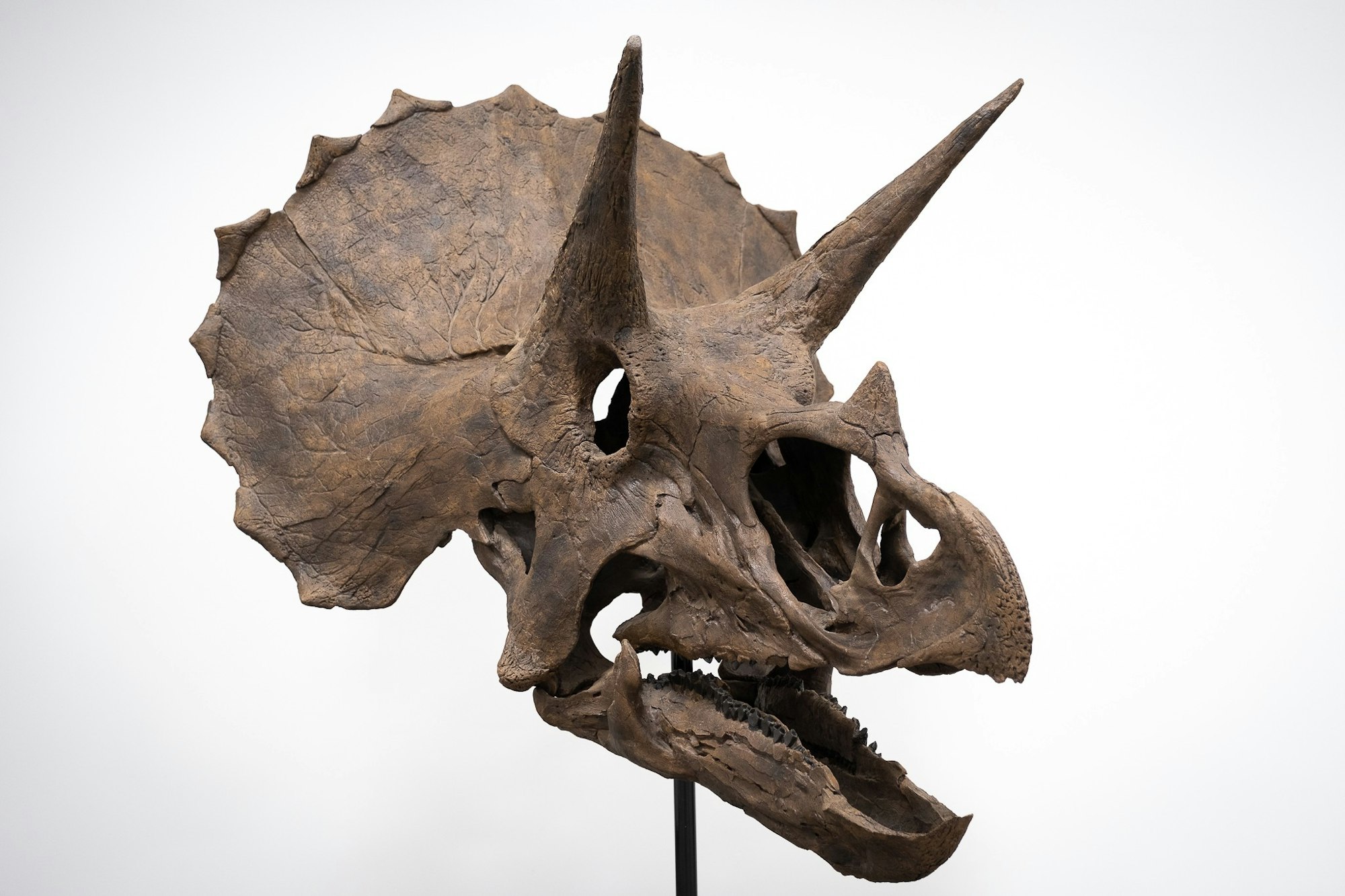 Triceratops skull with three horns and frill, displayed on a stand.