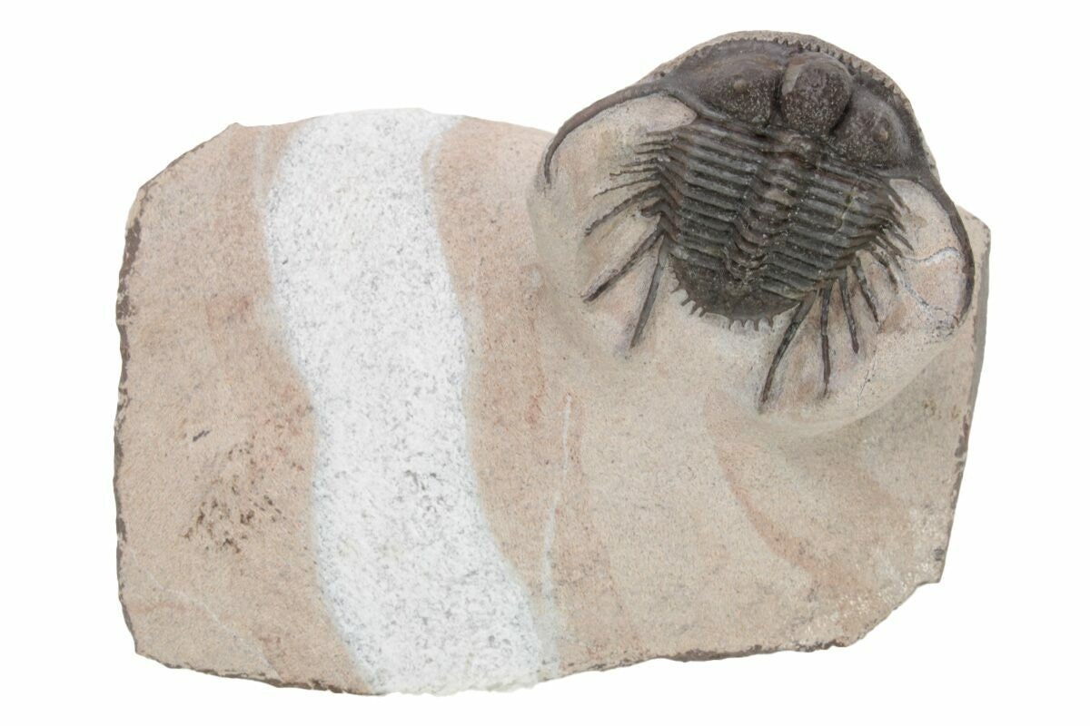 A fossilized trilobite embedded in rock.