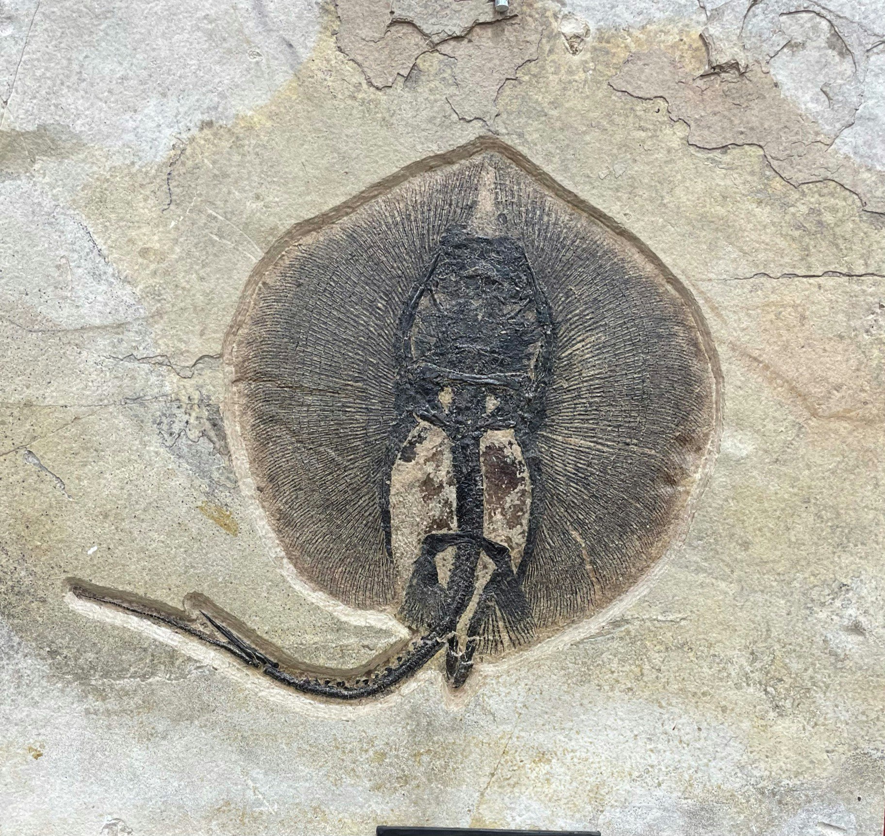 A fossil of a stingray-like creature embedded in rock.