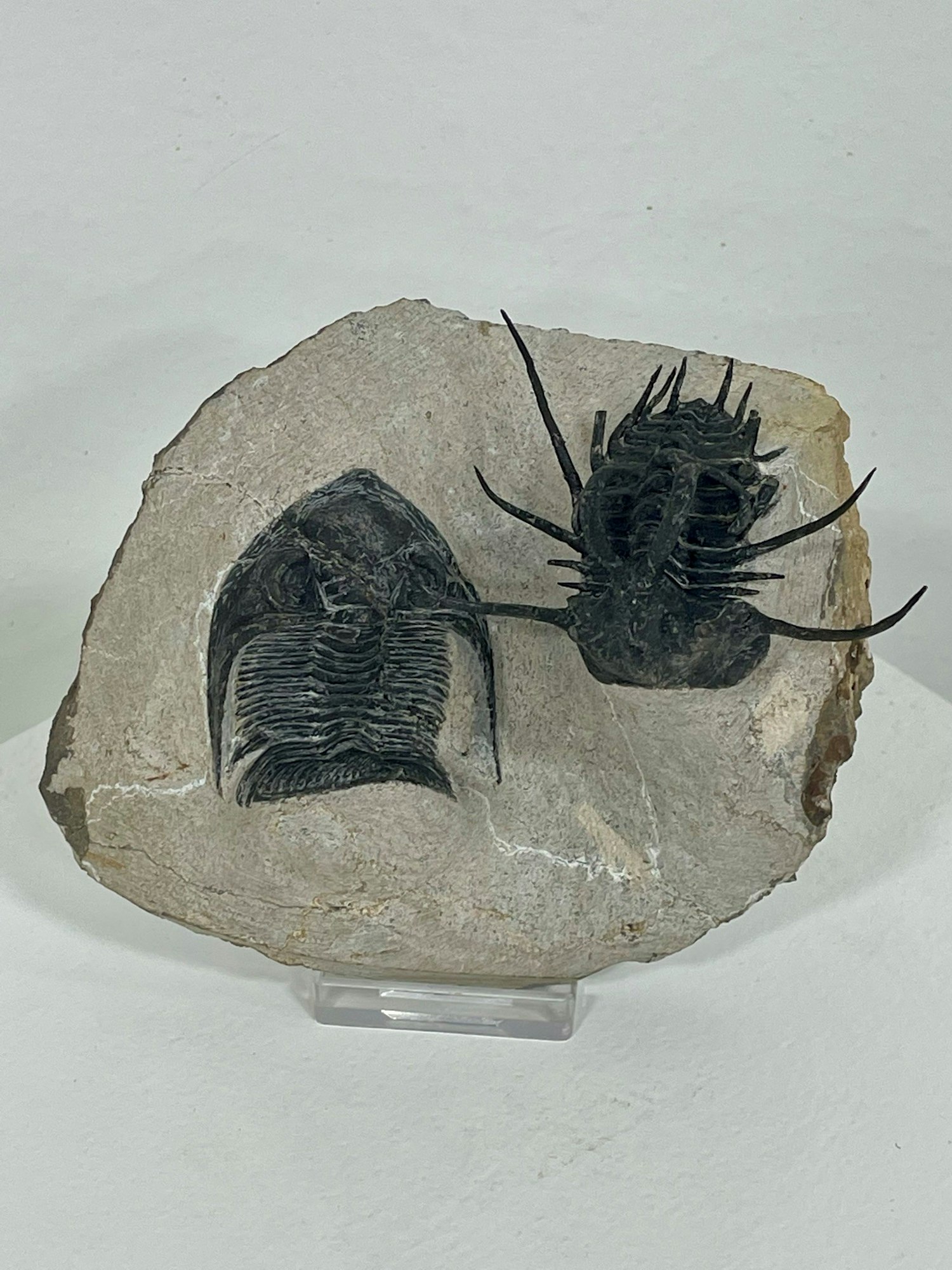 Fossil trilobites embedded in a rock, showcasing detailed segments and spines.
