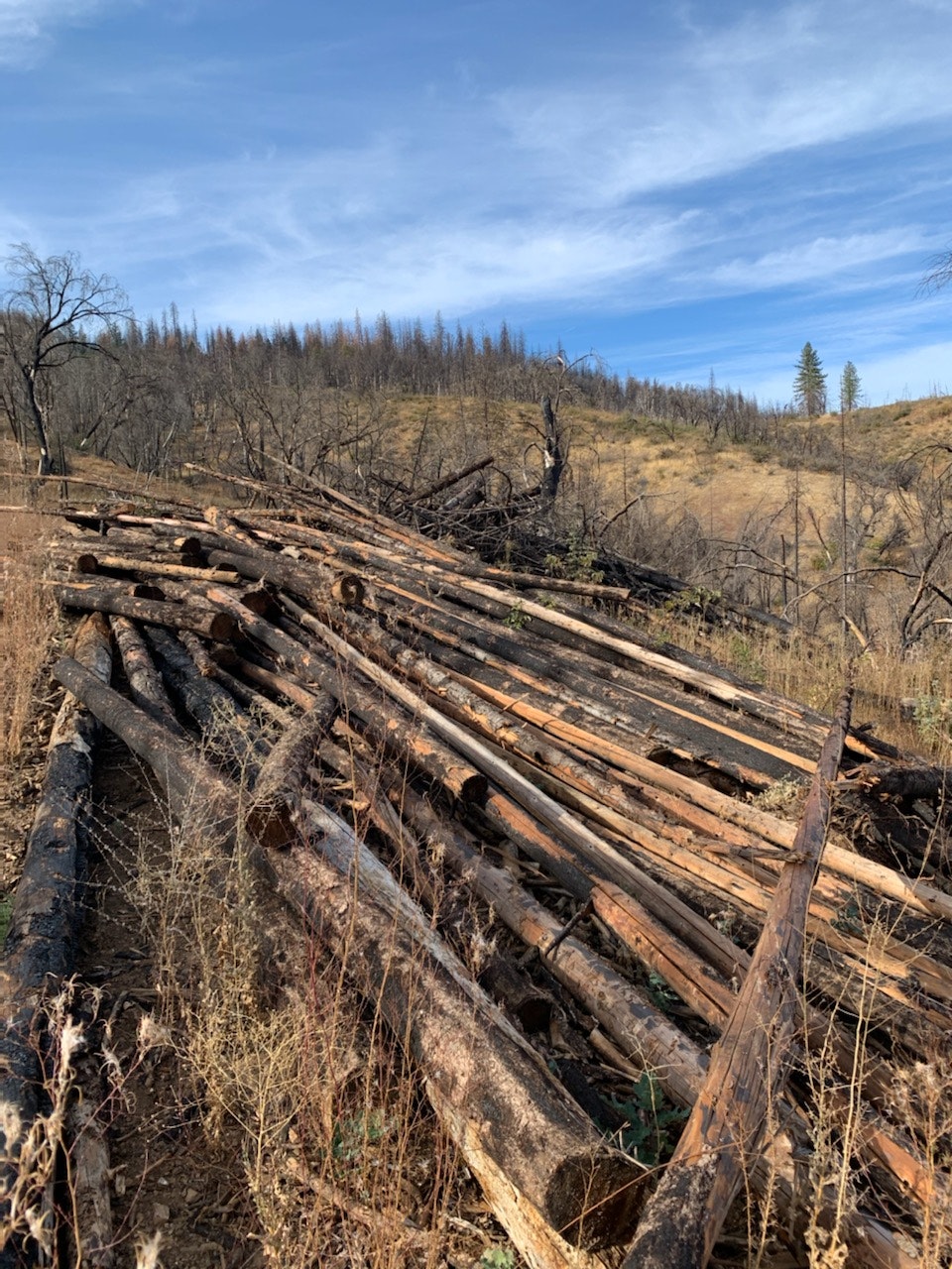The image features a pile of logs on a barren landscape with some charred trees, indicating a possibly fire-affected area.