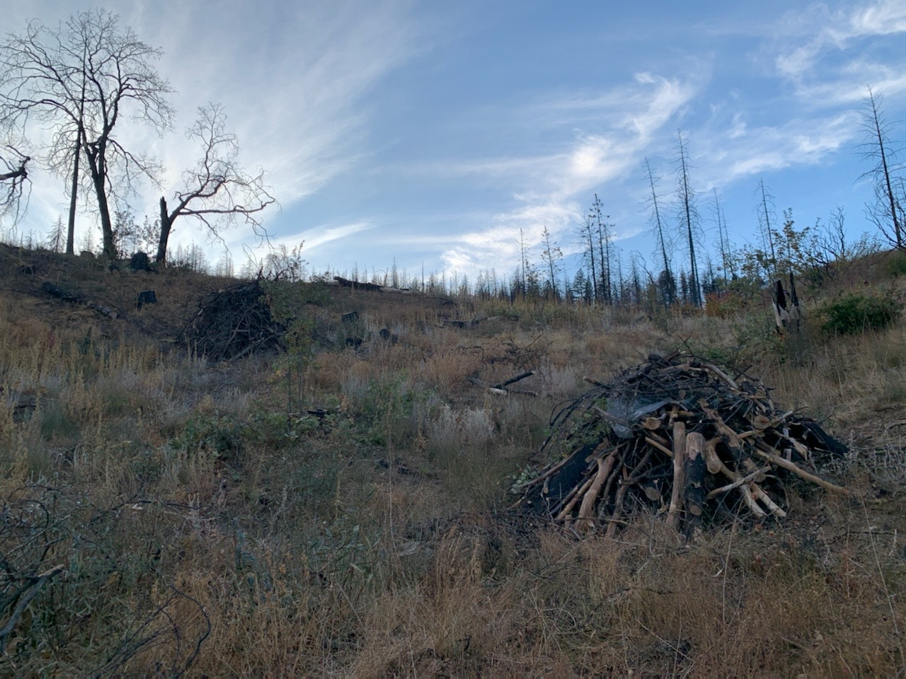 May contain: wood, plant, and tree