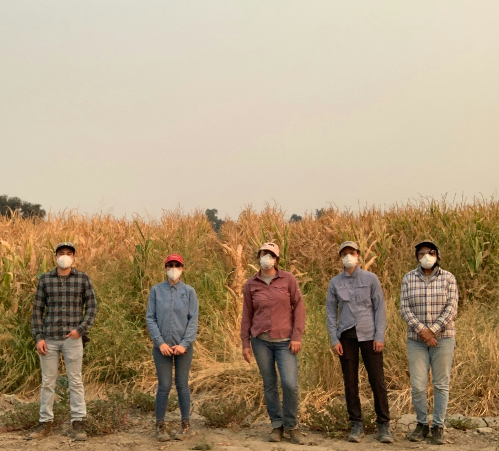 Five individuals wearing masks stand in front of a cornfield, with a hazy sky in the background.