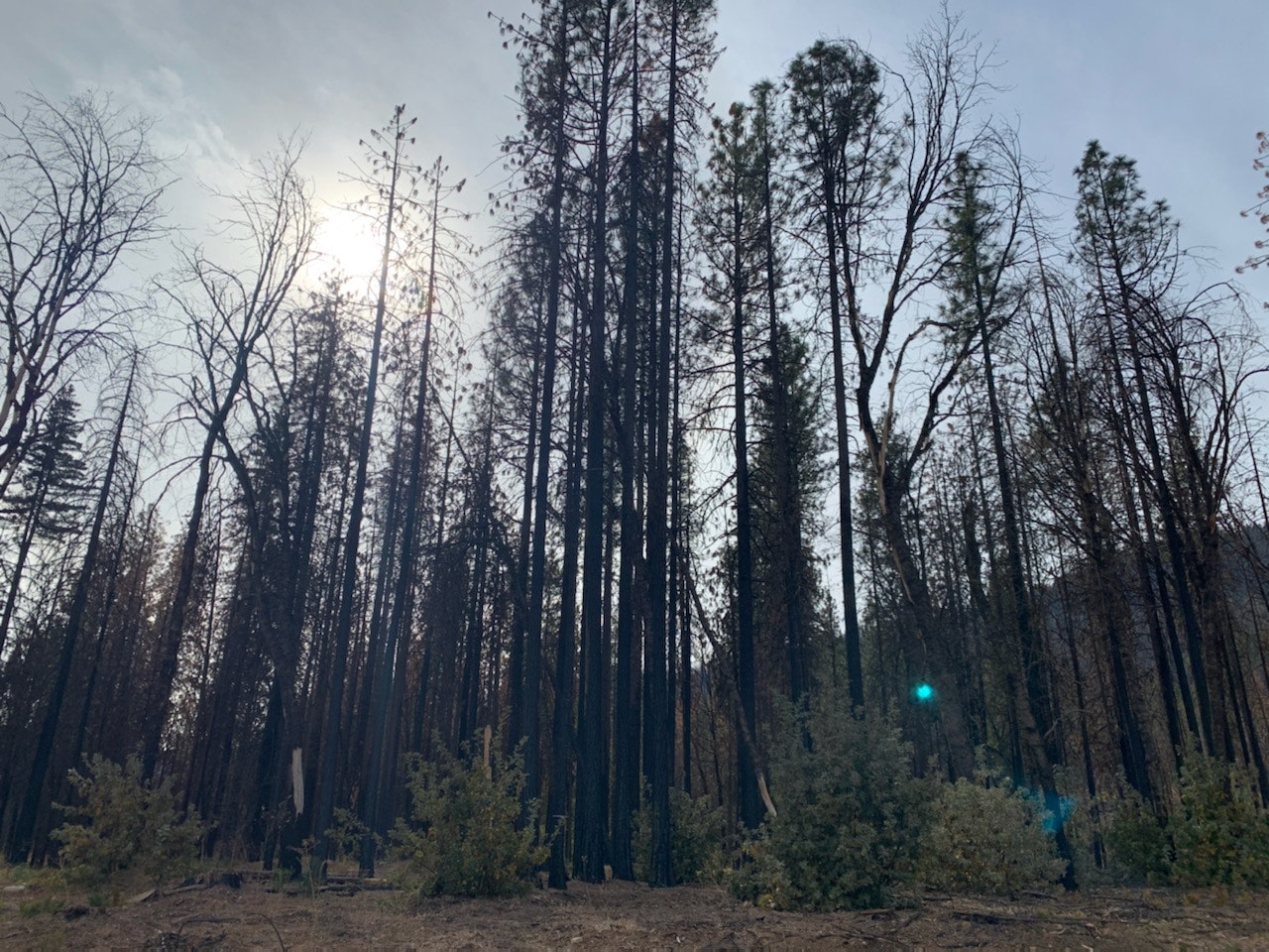 The image shows a forest with tall, charred trees indicating recent fire damage, with patches of green foliage still visible.