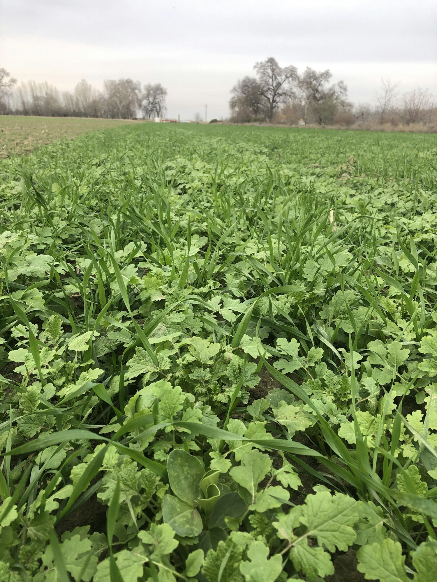 May contain: plant, outdoors, field, and nature