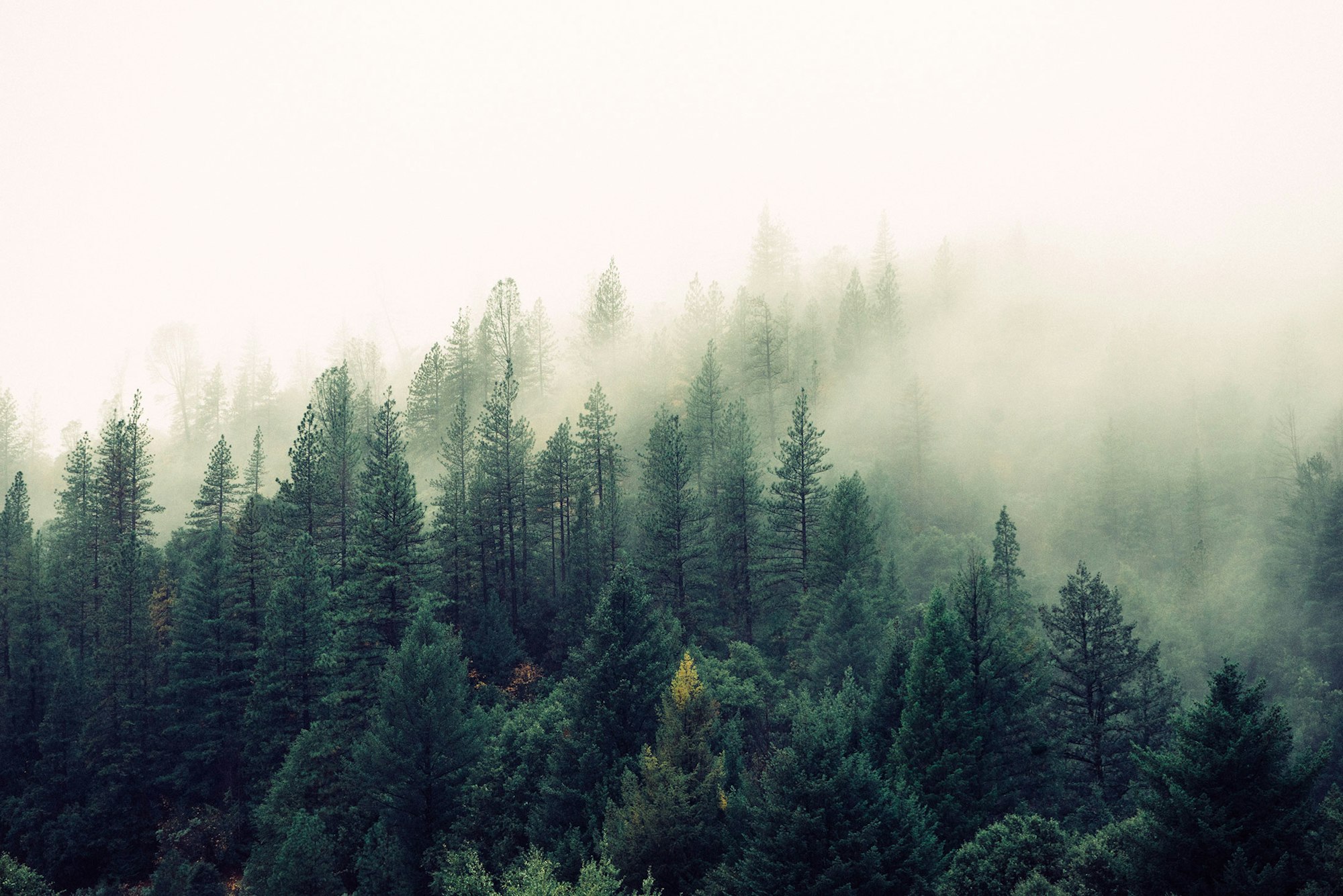 Forest, trees, and fog