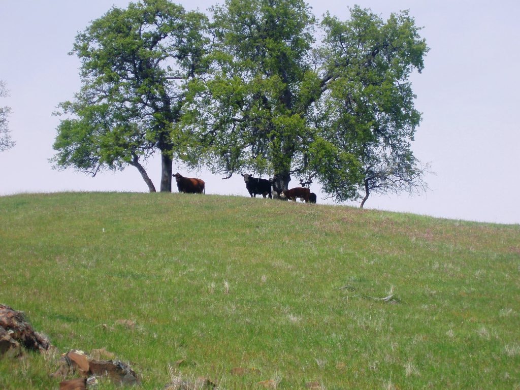 A grassy hill features several cows standing under two trees against a clear sky.