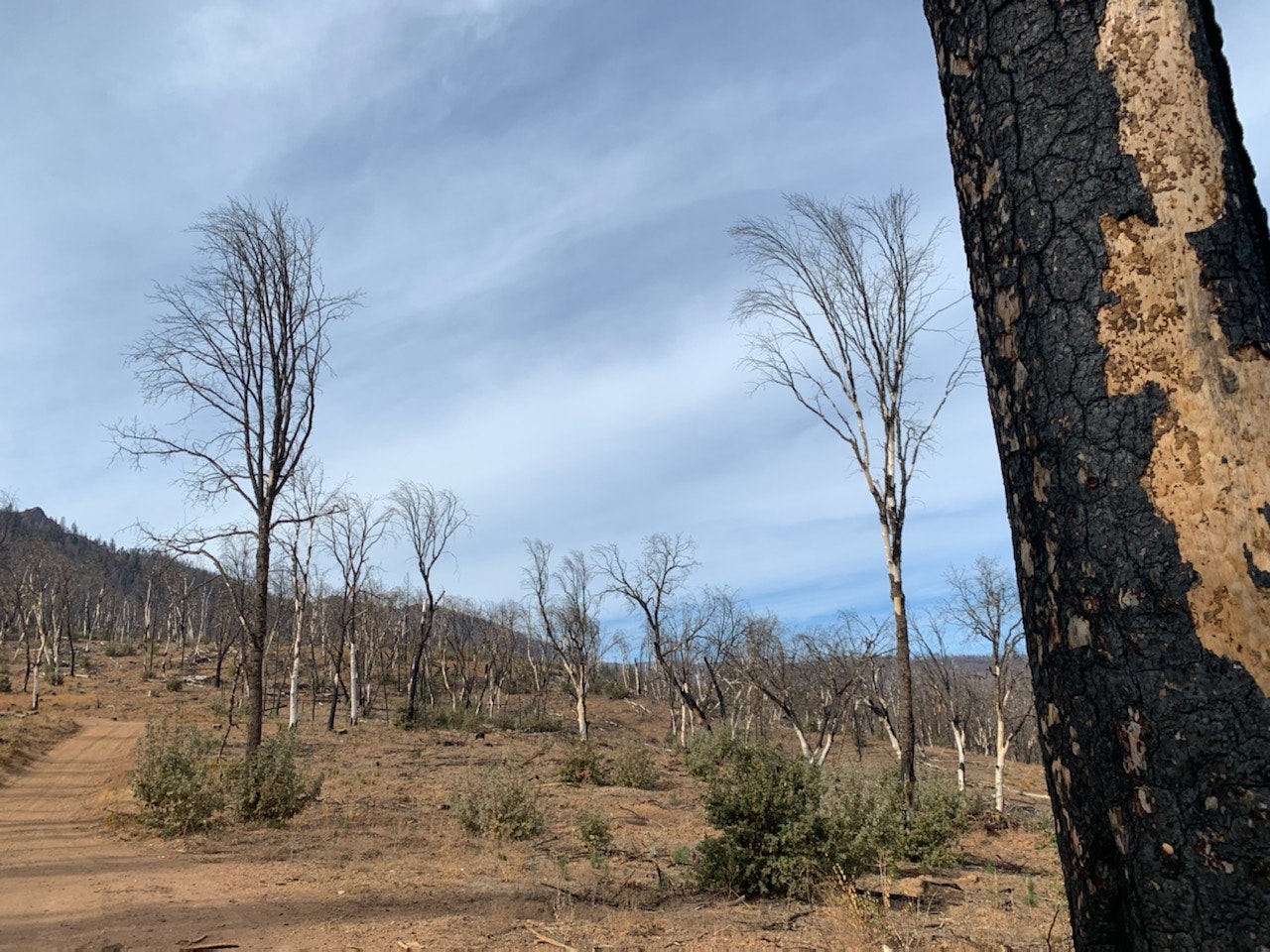 A landscape showing burnt trees and a dry terrain, indicating possible wildfire effects, with a clear sky above.