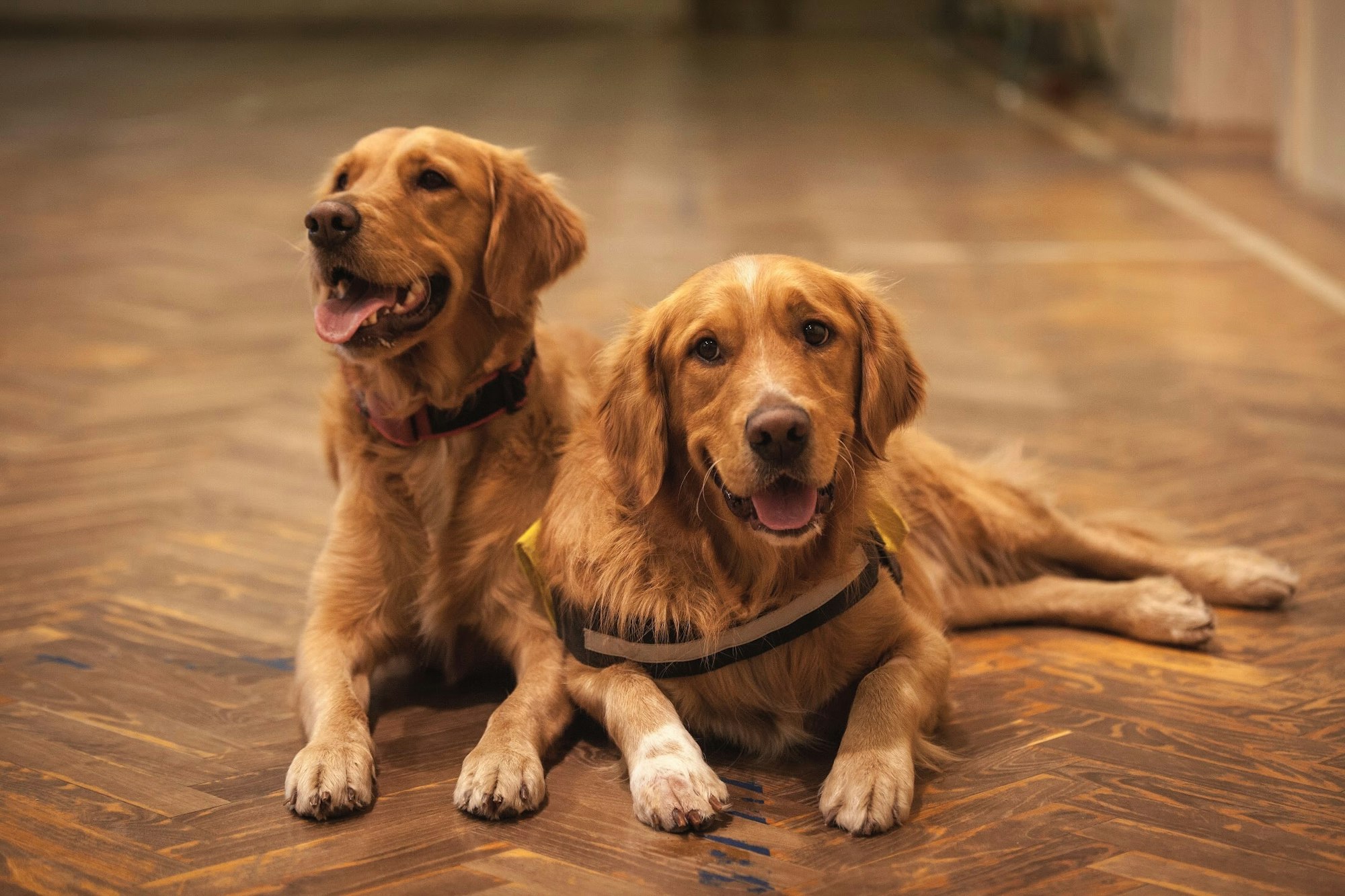 Two dogs on a wood floor.