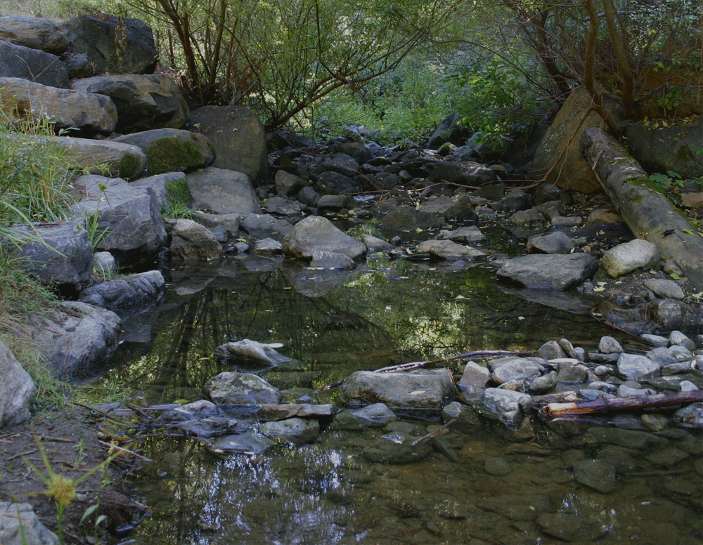 A serene creek bed with rocks, fallen logs, and surrounding greenery.
