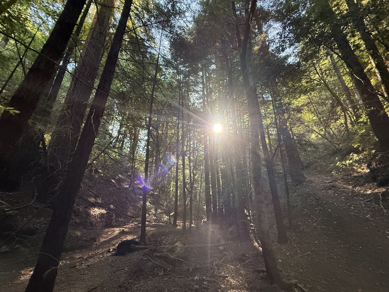 A sunbeam filters through tall trees in a serene forest, illuminating the path and creating a peaceful atmosphere.