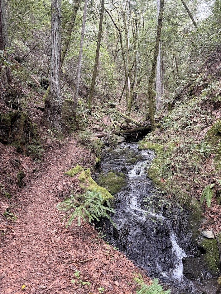 A serene forest trail with a gently flowing creek, surrounded by lush greenery and moss-covered rocks. Peaceful nature scene.