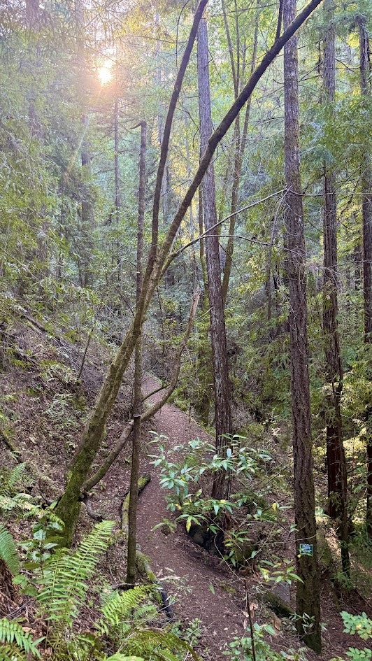 The image shows a serene forest path surrounded by tall trees and sunlight peeking through the foliage.