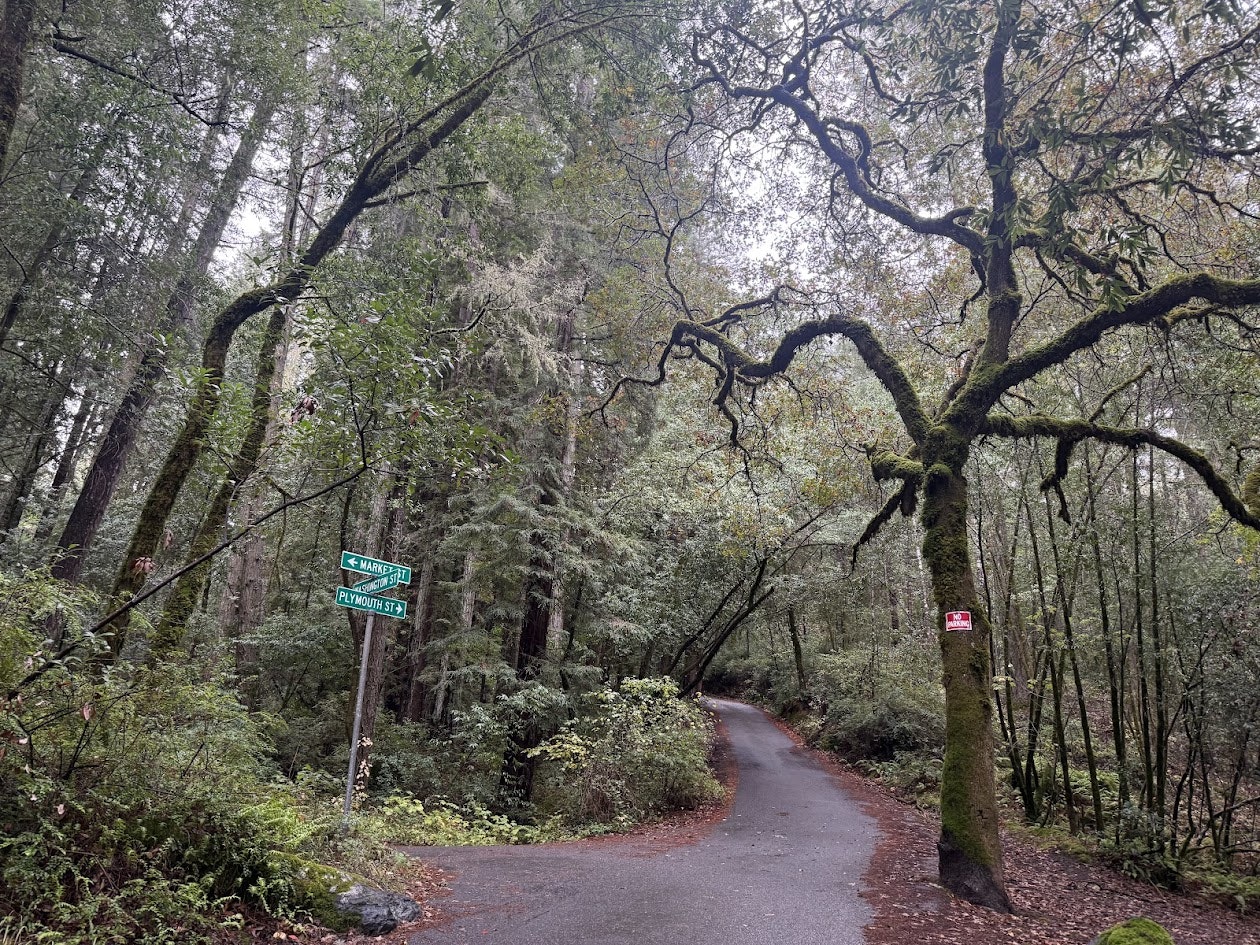 A winding road through a lush forest with mossy trees and street signs for Market St and Plymouth St.