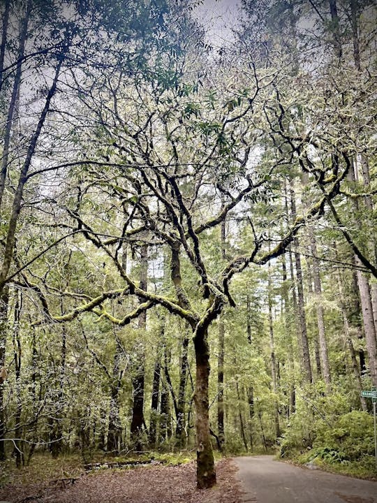 A winding path in a lush forest, featuring a unique tree with intricate, bare branches against a backdrop of tall, green trees.