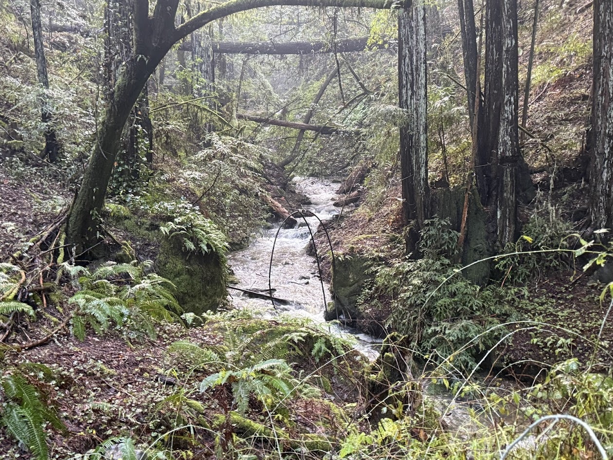 A serene forest scene with a winding creek, lush greenery, and moss-covered rocks illuminated by soft, misty light.