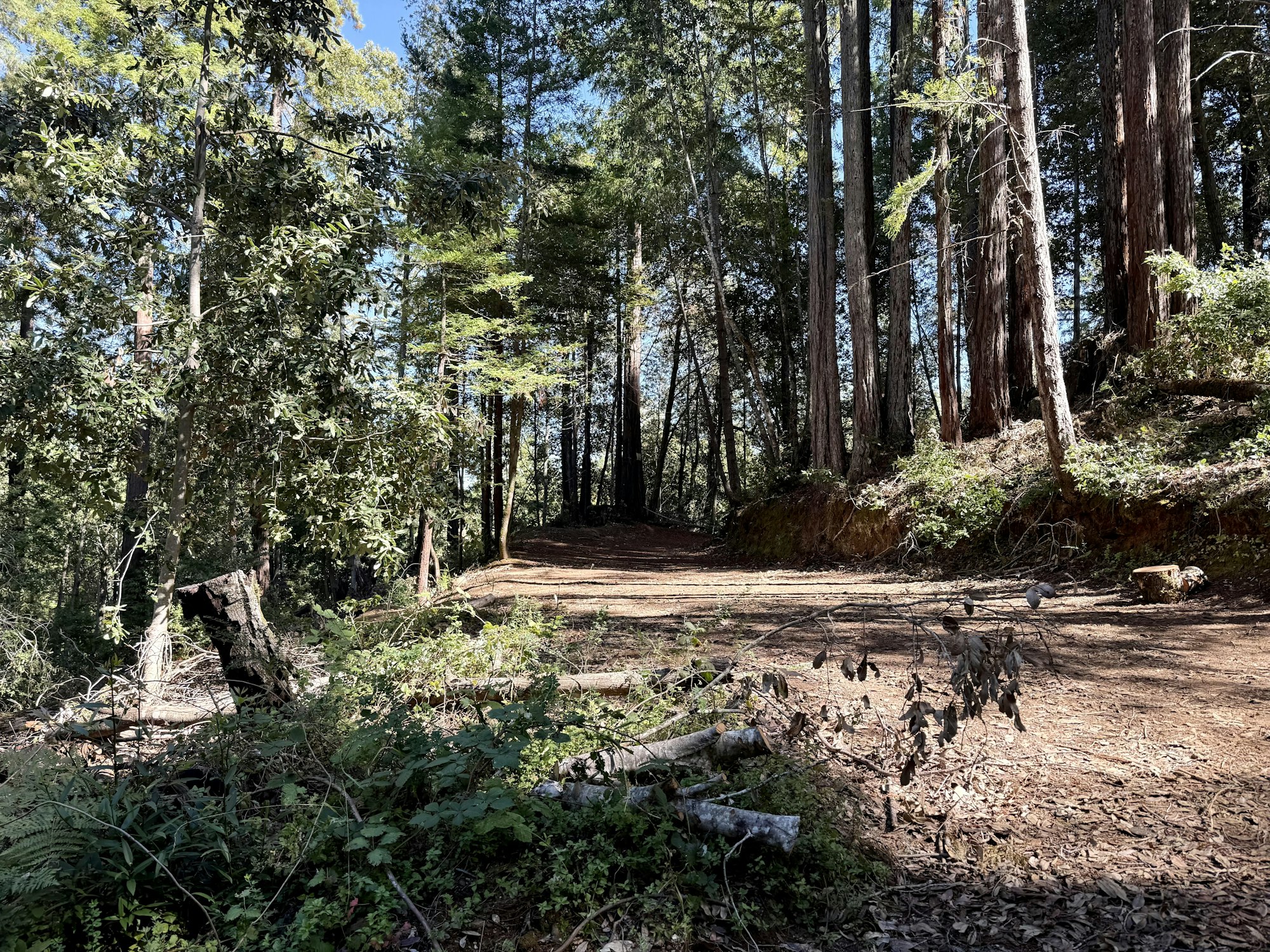 A serene forest scene with tall trees, a dirt path, and scattered foliage, creating a peaceful outdoor atmosphere.
