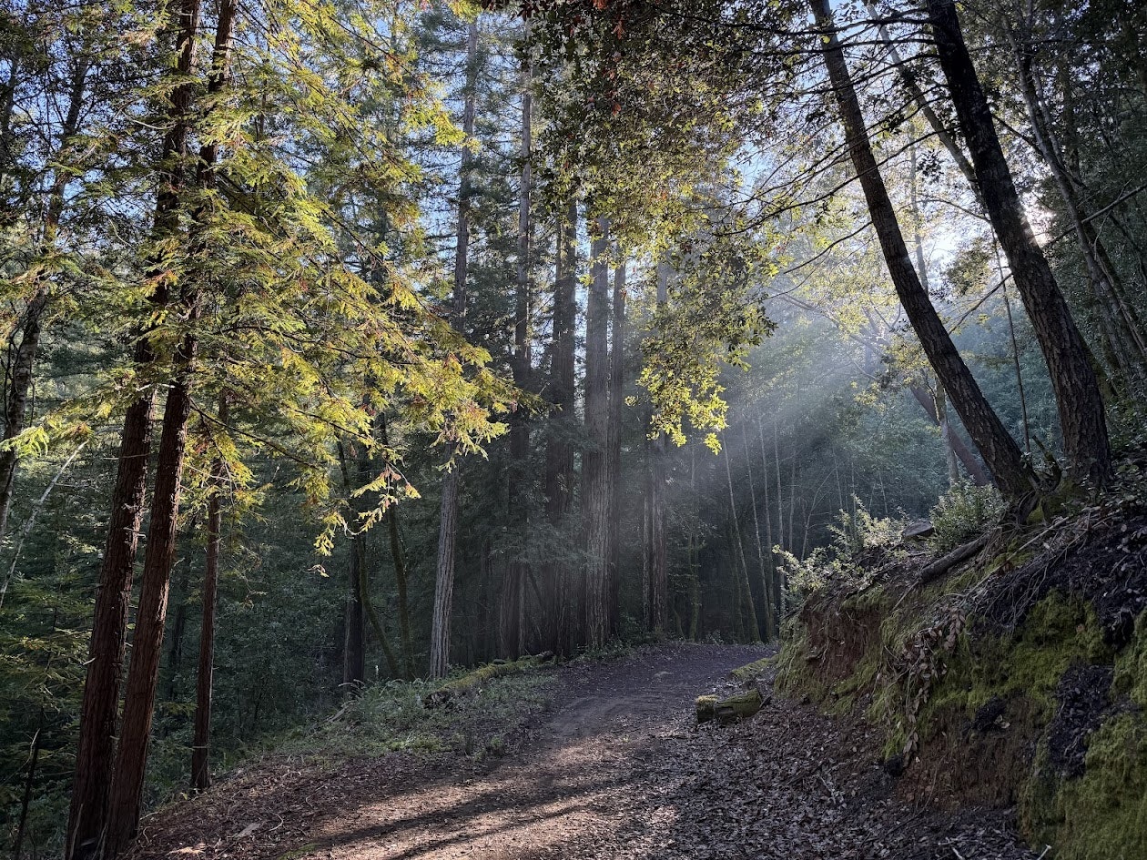 A sunlit forest path with tall trees, light beams filtering through foliage, and a serene, natural atmosphere.