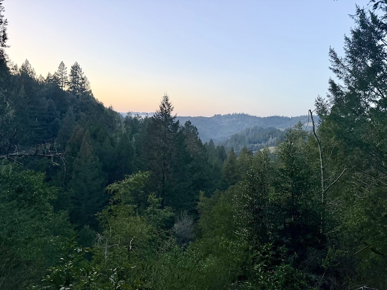 A scenic view of a lush forest with mountains in the background, bathed in soft evening light.