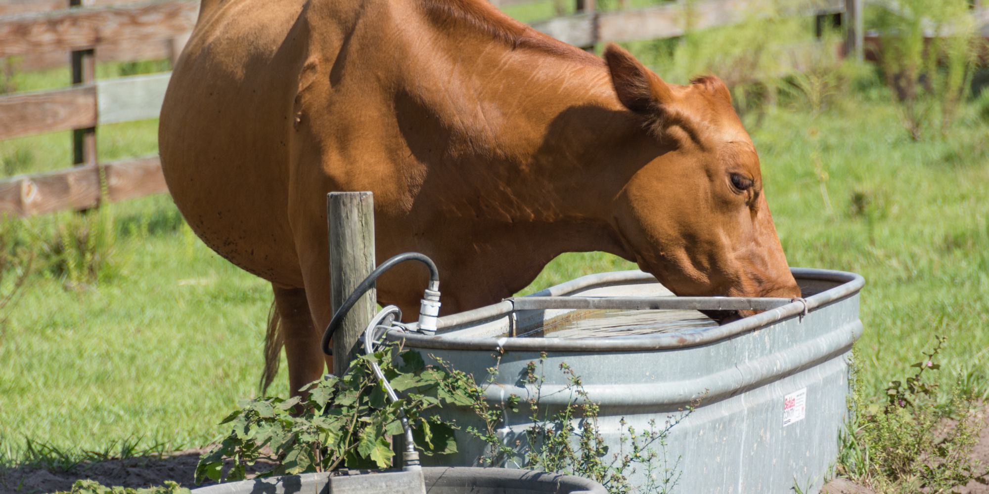 A brown cow drinks water from a metal trough in a grassy field.