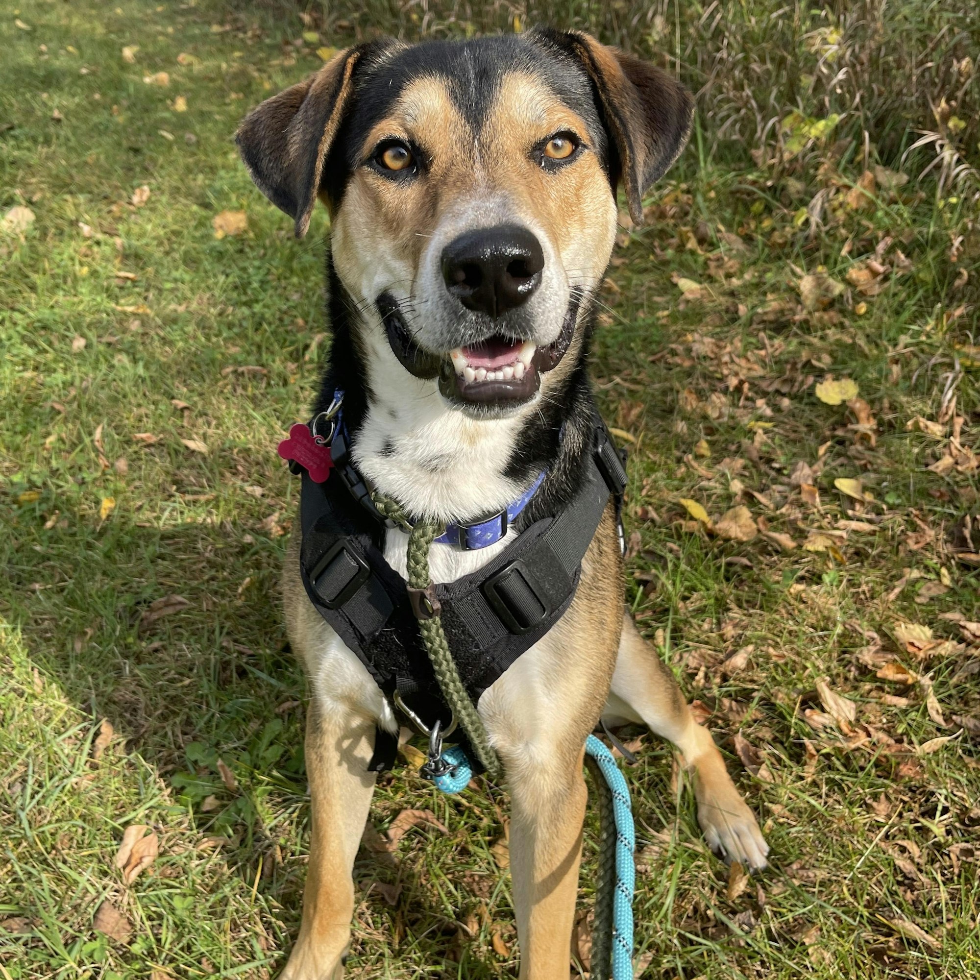 A happy dog wearing a harness sits on grass surrounded by fallen leaves, looking directly at the camera.