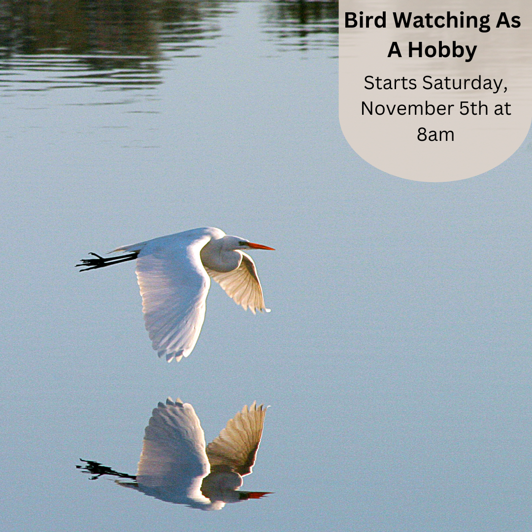 May contain: bird, animal, waterfowl, egret, heron, ardeidae, and flying