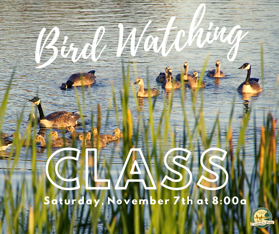 May contain: bird, waterfowl, animal, duck, and mallard